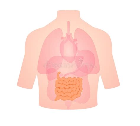 Anatomia Umana Intestino Tenue Posizione Nel Corpo Intestino Crasso