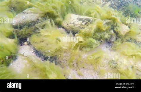 Green Seaweed Underwater Stock Videos Footage HD And 4K Video Clips