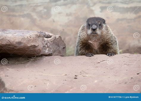 Groundhog or Woodchuck stock photo. Image of rocks, teeth - 61477756