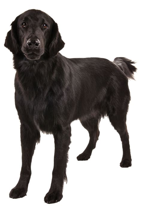 The Flat-Coated Retriever | Modern Dog magazine