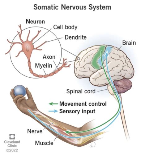 Anatomy Exam Understanding Somatic Proprioception Flashcards