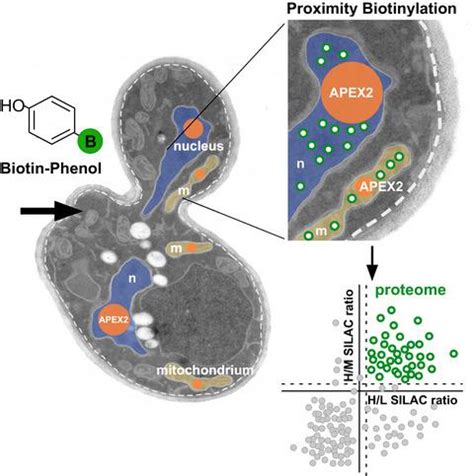 APEX2 Mediated Proximity Labeling Resolves Protein Networks In