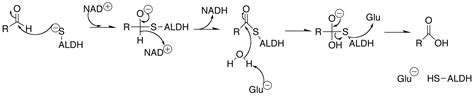 ALDH - Creative Enzymes