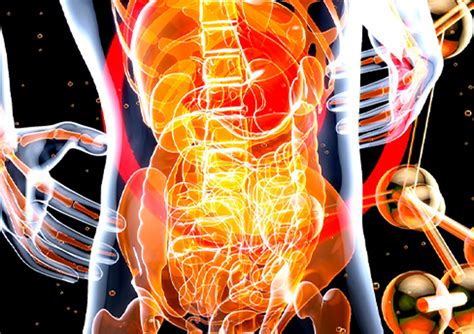 Microbioma intestinal e saúde insights mecanicistas Gabbia