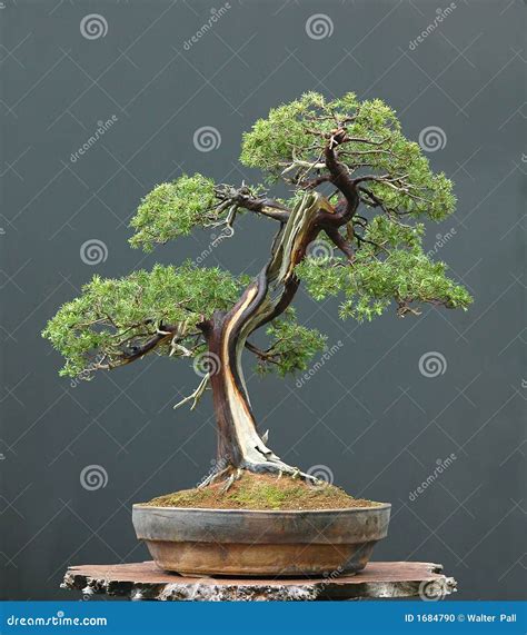 Juniper Bonsai Stock Photo Image Of Nature Juniperus