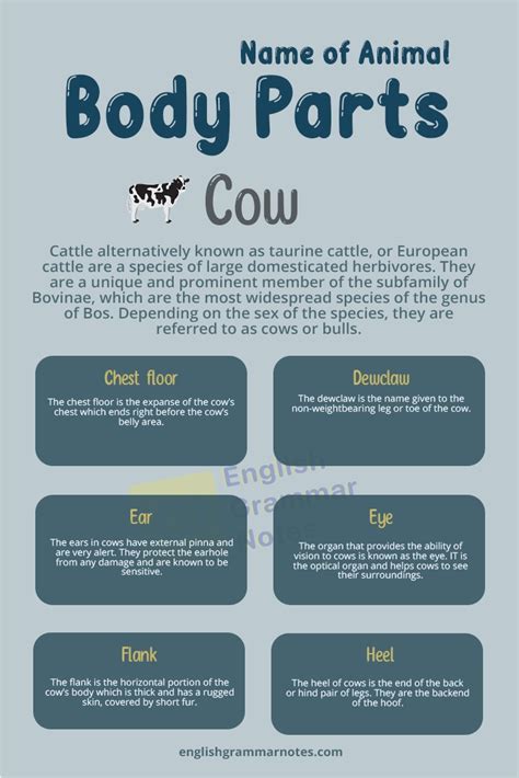 Body Parts Of A Carabao