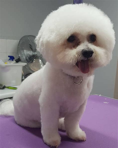 Chiquita Before And After Bichon Frise Bichon Teddy Bear