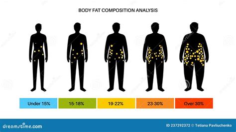 Body Fat Composition Stock Vector Illustration Of Loss 237292372