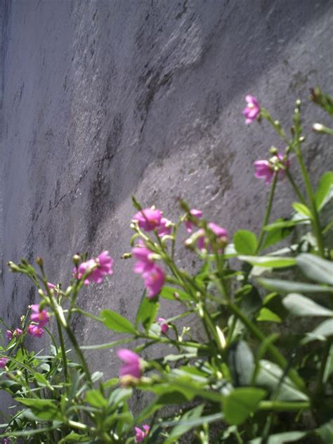 Flores Do Meu Quintal Flores Quintal