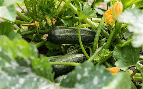 Planter Des Courgettes En Pleine Terre Tomouth