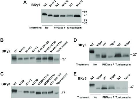 N-linked glycosylation sites on the extracellular LRR domains of BK ...