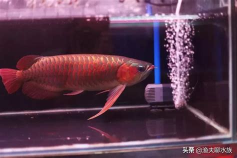 還在擔心養不好龍魚嗎？教你養龍魚的正確方法 每日頭條