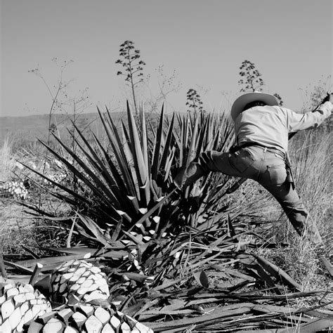 El tequila ha generado una industria económicamente muy activa