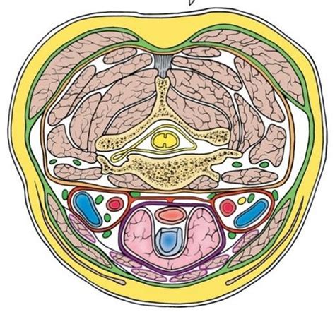 Fascia Del Cuello Quizlet