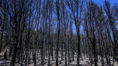 INCENDIO GRAN CANARIA El Incendio De Tejeda Solo Afecta Con Alta