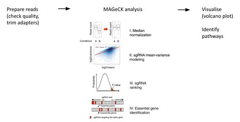 Slides Introduction To Crispr Screen Analysis Crispr Screen Analysis