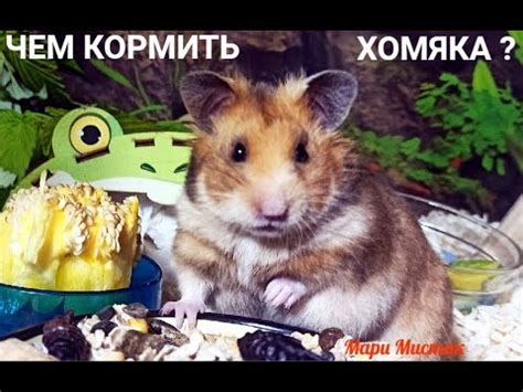 КОРМЛЕНИЕ хомяков ЧЕМ кормить ХОМЯКА #сирийскиехомяки #хомяккэмпбелла # ...