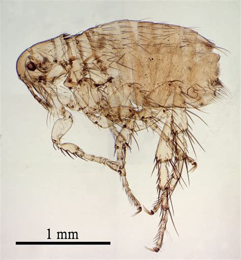 Dog flea - Wikipedia