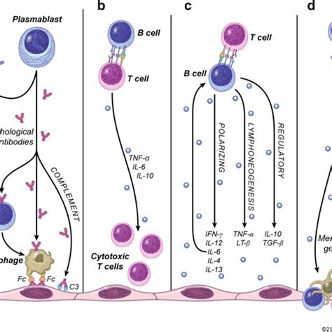 B Cell Functions In Autoimmunity A Antibody Producing Cells Plasma