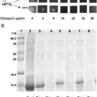 A Broth Cultures Of E Coli Bl De Cells Transformed With