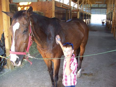 Basic Horse Grooming Supplies