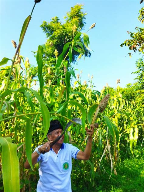 Bmi Buleleng Gandeng Hkti Bali Kembangkan Sorgum Di Desa Pacung