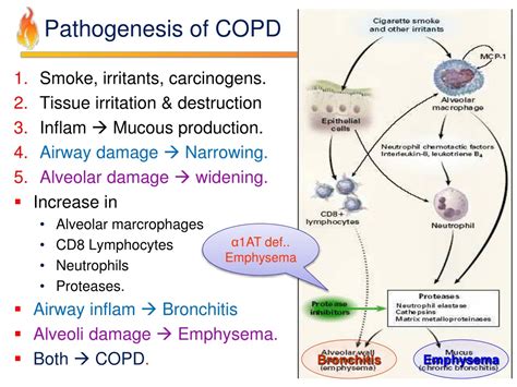 Ppt Pathology Of Copd Powerpoint Presentation Free Download Id 8201945