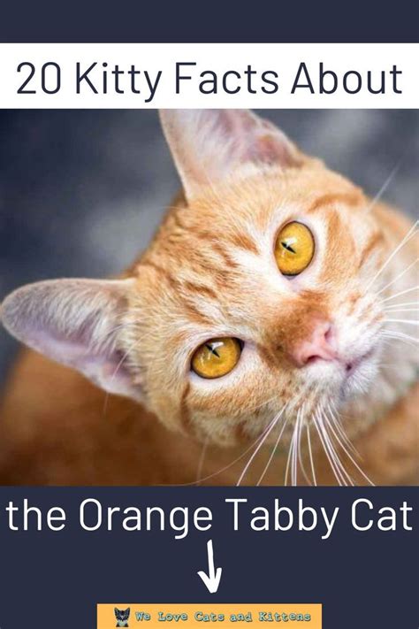 20 Kitty Facts About The Orange Tabby Cat Orange Tabby Cats Orange