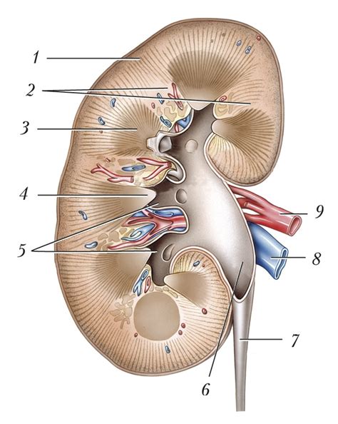 ПОЧКИ • Большая российская энциклопедия - электронная версия