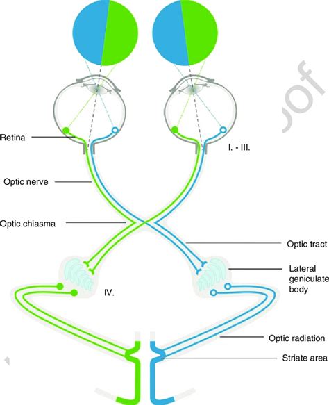 1 Schematic Drawing Of The Visual Pathway And Its Neuronal Composition