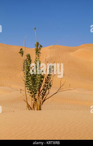 Oman, Rub Al Khali desert Stock Photo - Alamy