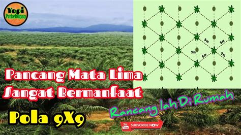 Cara Pancang Mata Lima Kelapa Sawit 9X9 YouTube