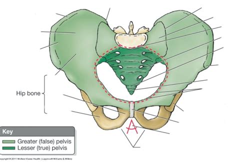 Diagram Of Pelvic Girdle Quizlet