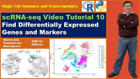 Seurat Video Tutorials Video Find Markers And Differentially