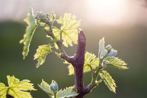 How To Select Plant And Care For Grapes