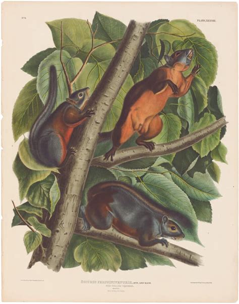 Audubon Bowen Ed Pl 38 Red Bellied Squirrel Quadruped Imperial