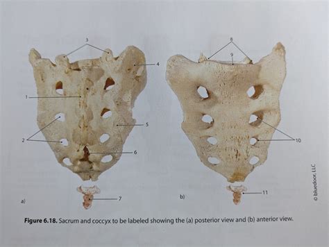 Sacrum Coccyx Diagram Diagram Quizlet