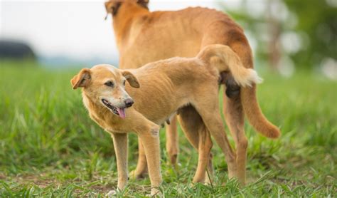 Qué Hacer Si Mis Perros Están Pegados