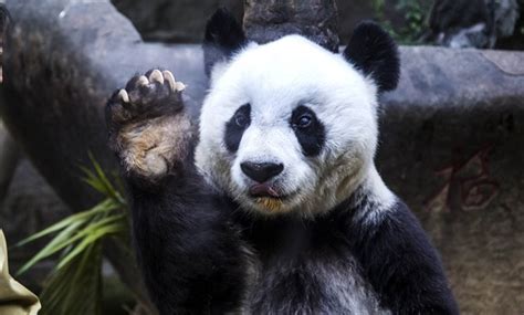 Bye bye Basi: World's oldest captive panda dies - EgyptToday