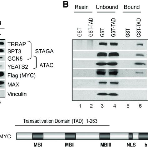 Myc Tad Specifically Interacts With The Staga Complex A Flag Myc