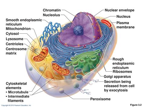 Cells: The Living Units: Part A p ppt download