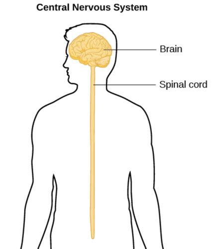 The Nervous System Part 1 Flashcards Quizlet