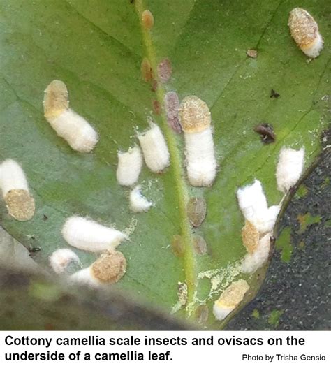 Cottony Camellia Scale Insect Nc State Extension Publications