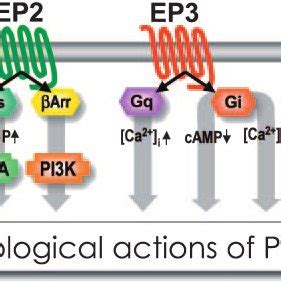 Regulation Of Histamine Synthesis By The Post Translational Processing