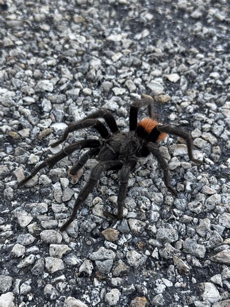 can tarantula itching indoors 1