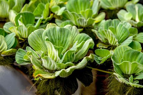 Water Lettuce Care Growing Guide