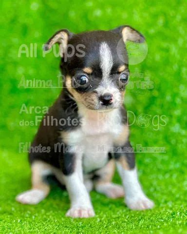 Cachorro Outras Ra As Pirapora Do Bom Jesus S O Paulo