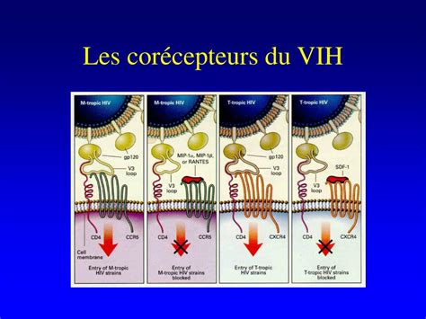 PPT Infection Par Le VIH Et SIDA PowerPoint Presentation Free