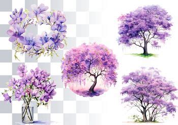 Jacaranda Bloom Watercolor Clipart by Loony Dream Designs | TPT