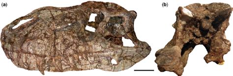 Skull Of Prestosuchus Chiniquensis Specimen Ufrgs Pv 0156 T A